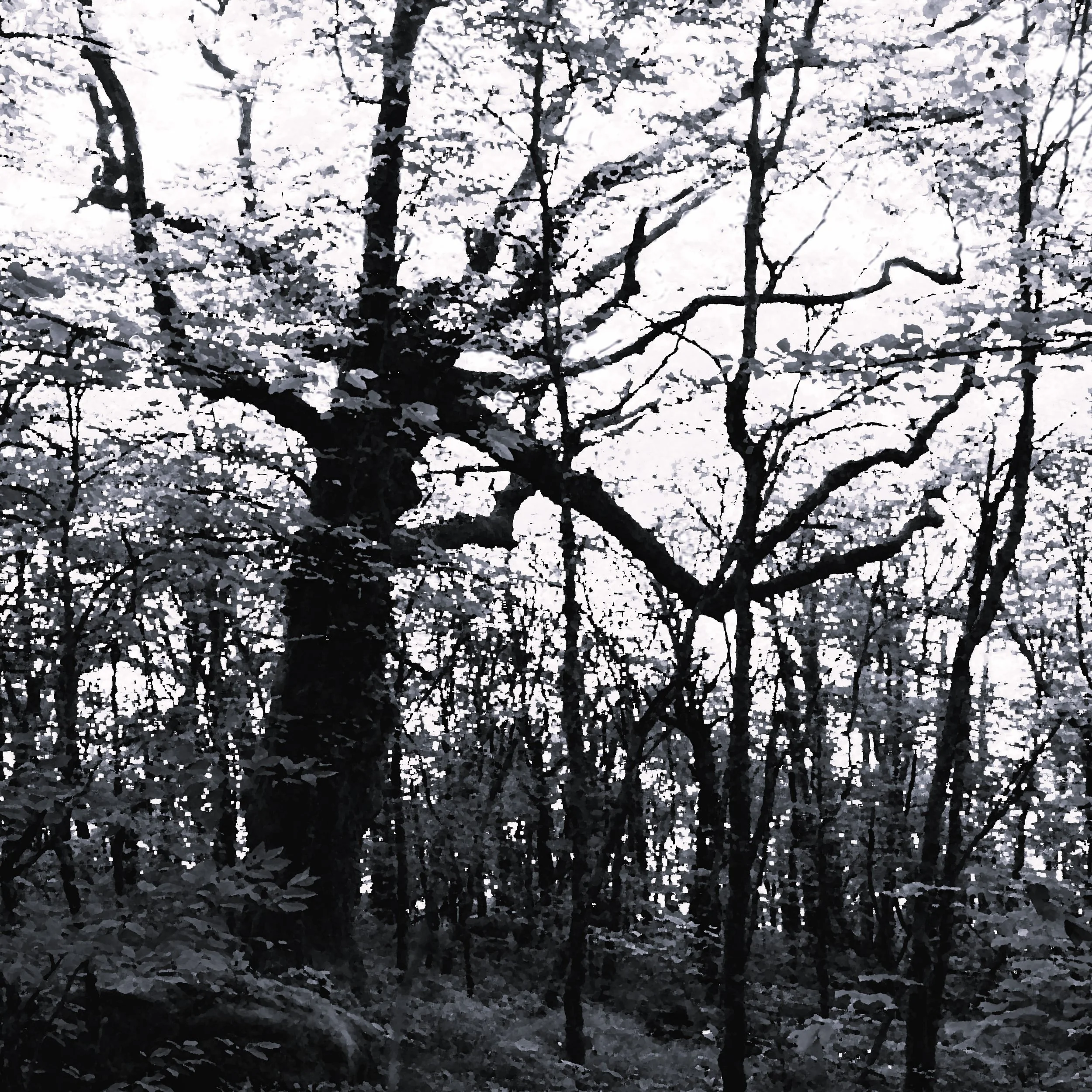 Late Winter Work on a Trident Maple — The Curator's Journal
